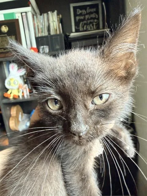 A baby small-sized female Domestic Short Hair cat named Barbie for adoption in San Antonio, TX