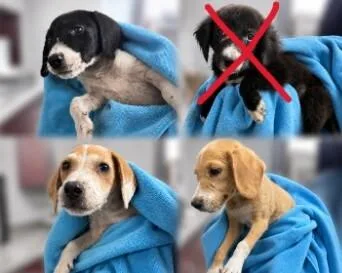 A baby medium-sized female Yellow / Tan / Blond / Fawn English Coonhound dog named Sarah for adoption in Partlow, VA