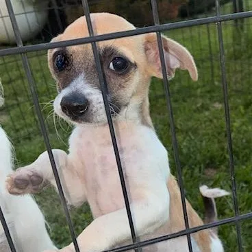 A baby small-sized male Chihuahua dog named Biscuit for adoption in Riverside, IA