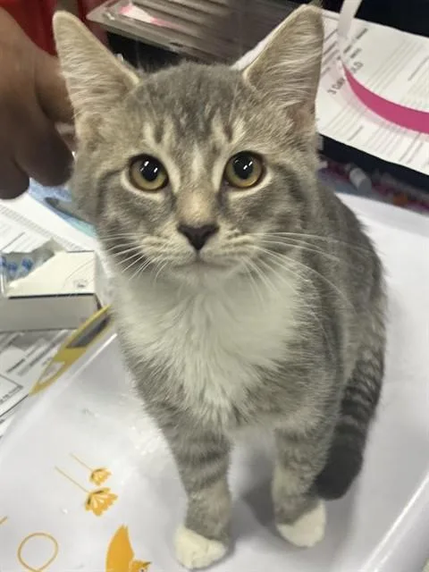 A baby small-sized male Domestic Short Hair cat named Henley for adoption in Upper Marlboro, MD