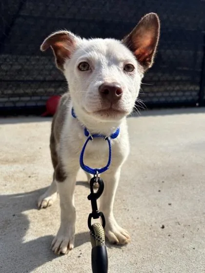 A baby small-sized male Mixed Breed dog named Tony for adoption in West Chester, PA