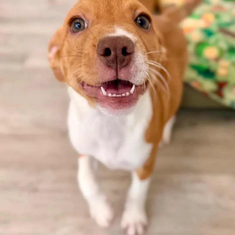 Snickerdoodle