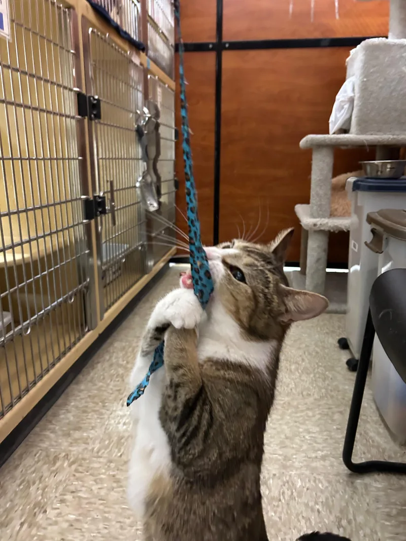 A young small-sized female Tabby (Buff / Tan / Fawn) Domestic Short Hair cat named Pretty Girl for adoption in Canton, MA