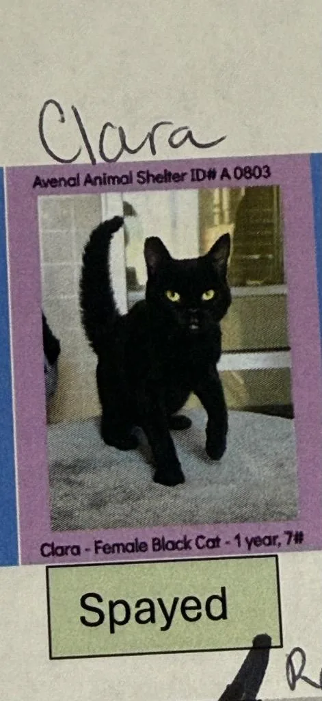 A young small-sized female Domestic Short Hair cat named Clara for adoption in Thousand Oaks, CA