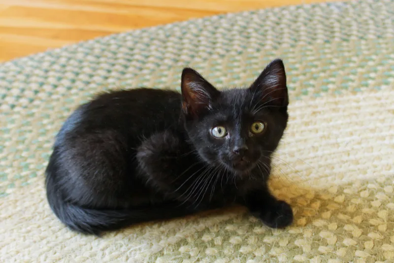 A baby medium-sized male Black Bombay cat named Saturn for adoption in Urbana, OH