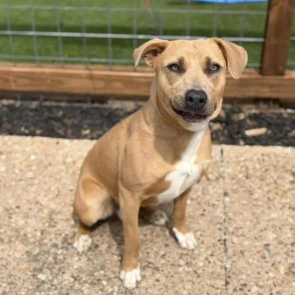 A young medium-sized male Black Mouth Cur dog named Spiro for adoption in Elgin, TX