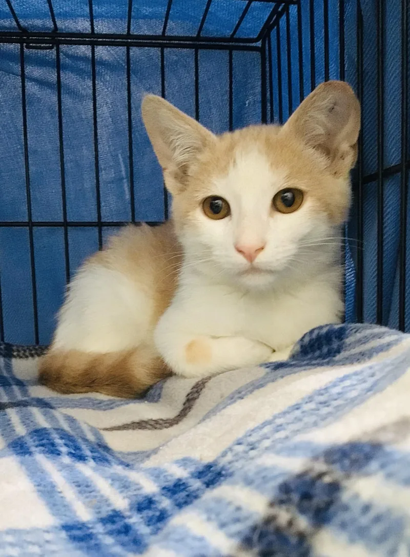 A baby small-sized male Domestic Medium Hair cat named Biscotti for adoption in Palmdale, CA