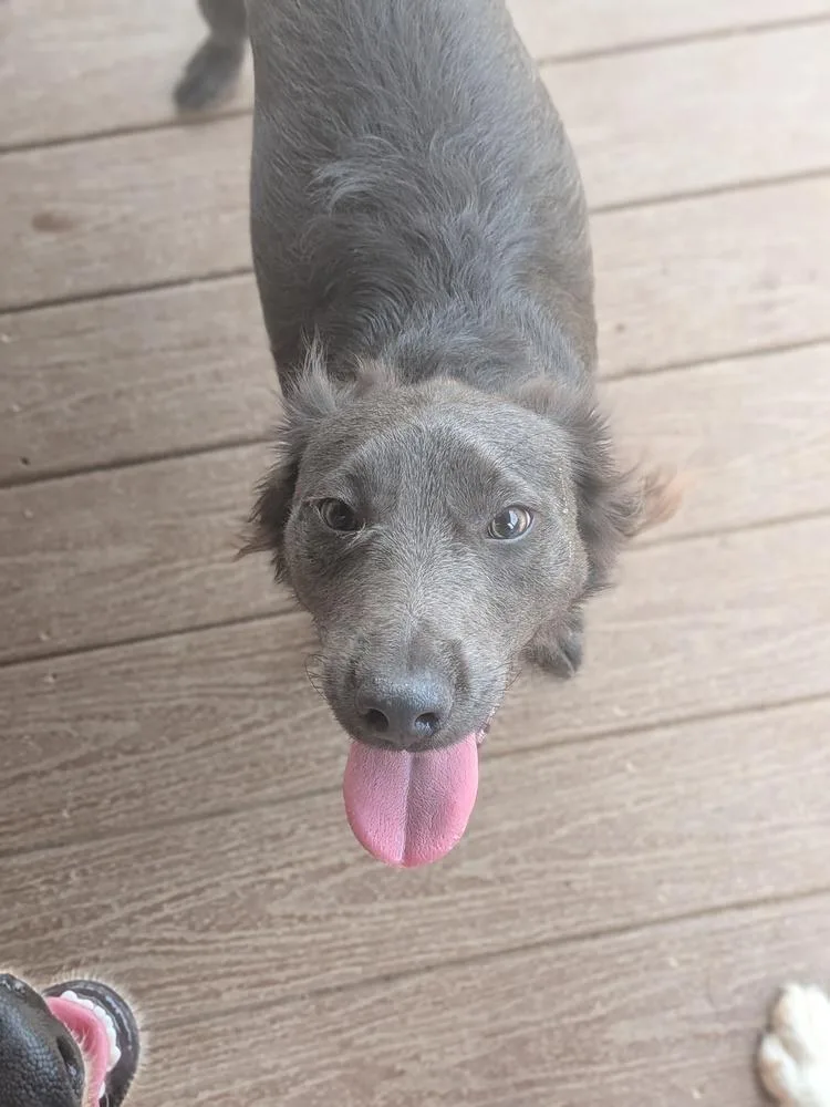 A young medium-sized male Gray / Blue / Silver Boykin Spaniel dog named Stormy for adoption in Statesville, NC