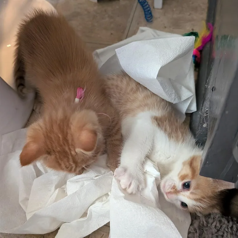 A baby small-sized male Orange / Red Domestic Short Hair cat named Ziti Pasta for adoption in Austin, TX