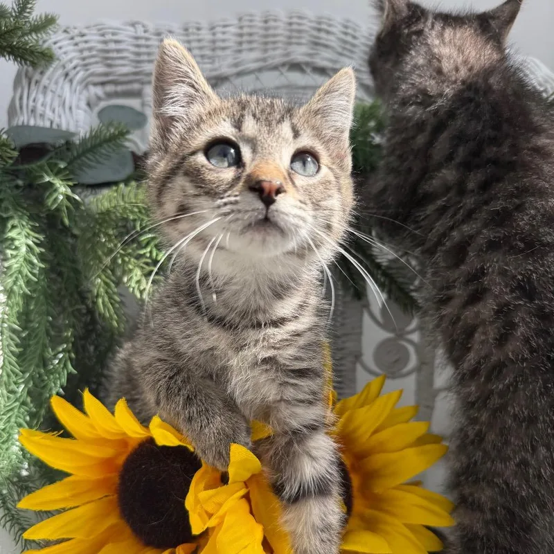 A baby small-sized male Brown / Chocolate Domestic Short Hair cat named Fudrucker for adoption in Eaton Rapids, MI