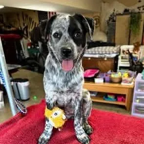 A young small-sized female Gray / Blue / Silver Australian Cattle Dog / Blue Heeler dog named Bluey for adoption in Shelby, NC