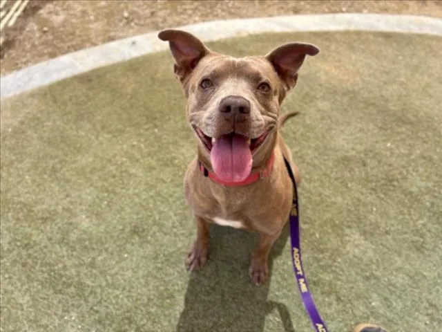 An adult medium-sized male Pit Bull Terrier dog named Paco for adoption in Las Vegas, NV