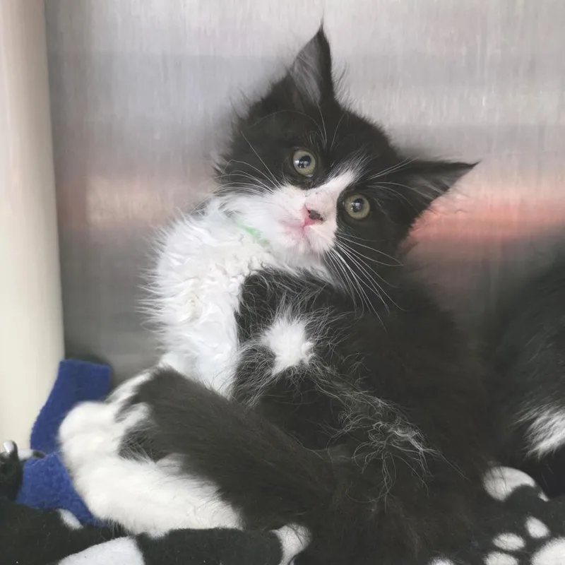 A baby small-sized male Black Domestic Medium Hair cat named Hookfang for adoption in Fort Wayne, IN