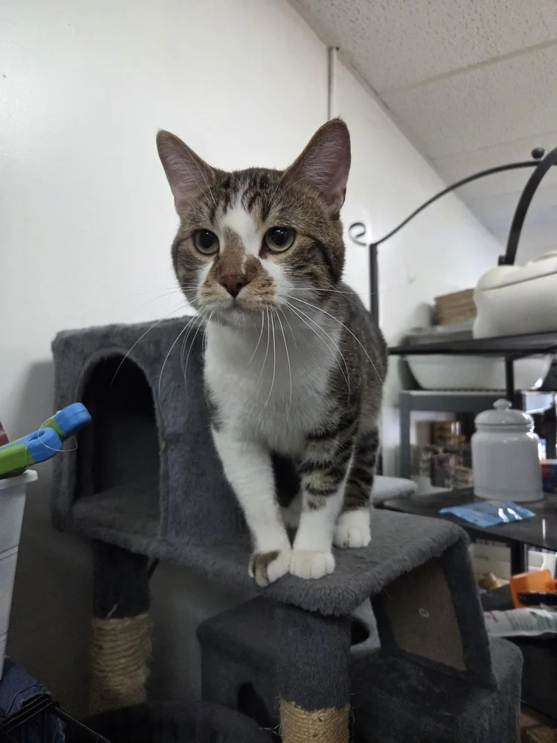 An adult medium-sized male Domestic Short Hair cat named Sardine for adoption in St. Ann, MO