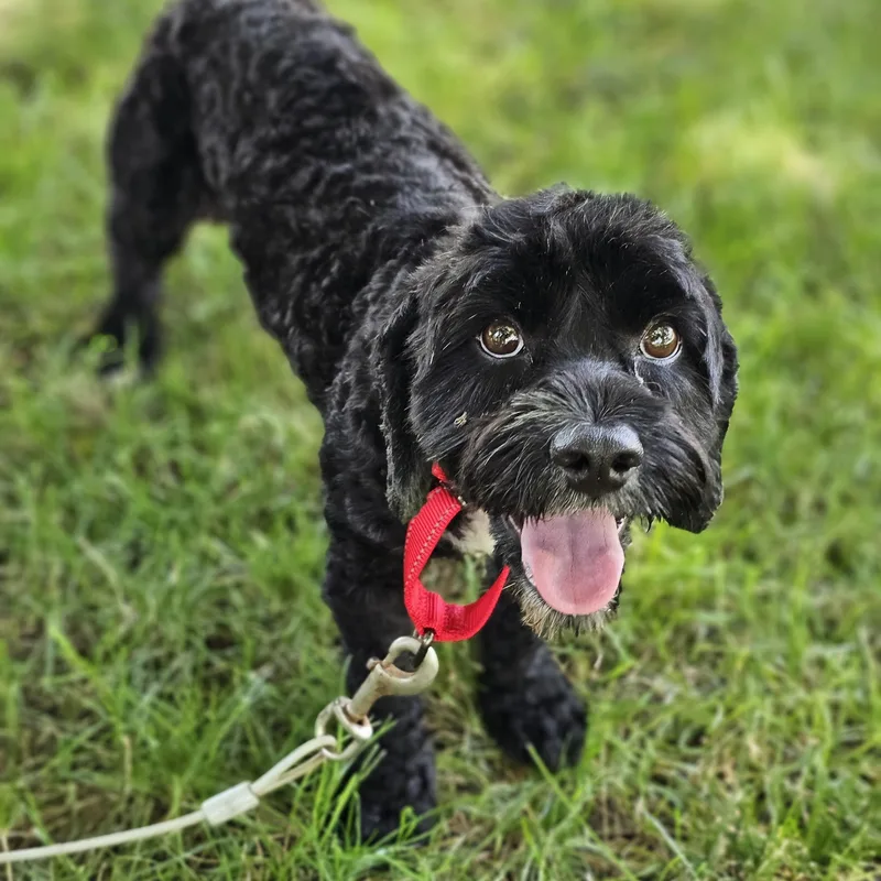 An adult small-sized male Black Cavapoo dog named Hank so il for adoption in O Fallon, IL