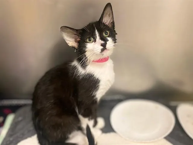 A baby small-sized female Domestic Short Hair cat named Marny for adoption in Fort Wayne, IN