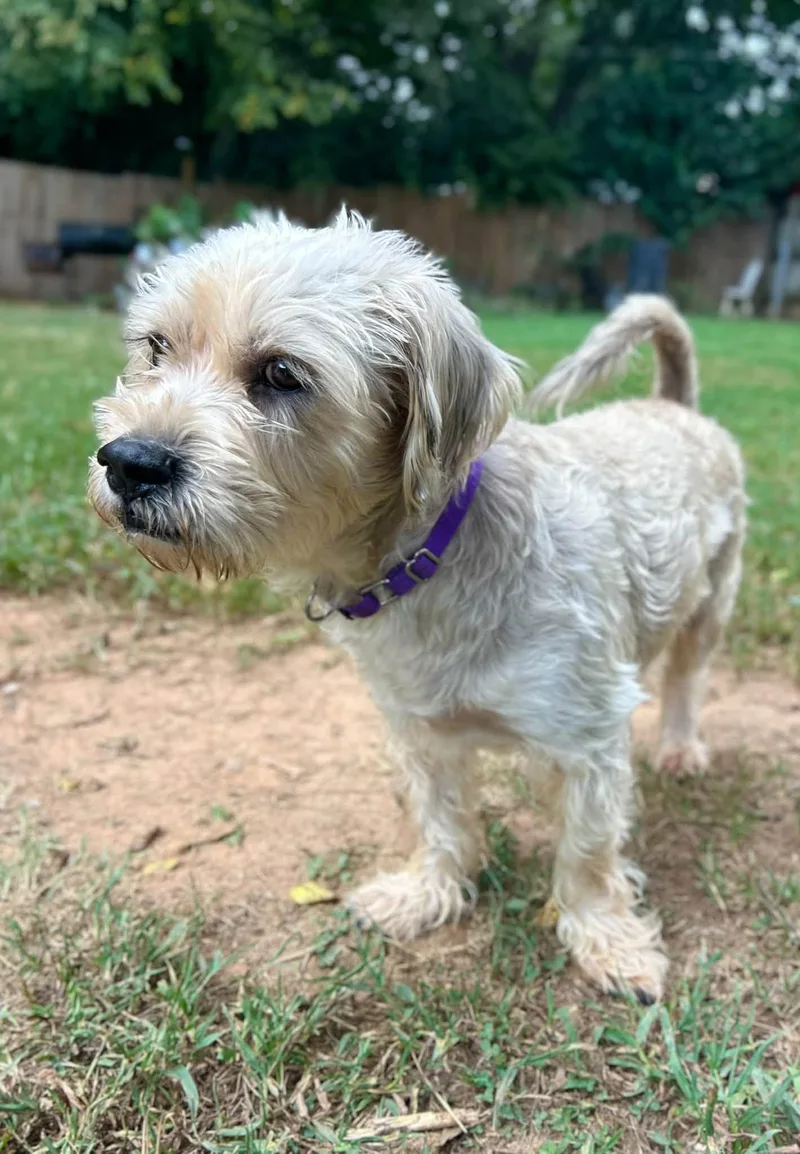 A young medium-sized male Terrier dog named Waffles for adoption in Greenville, SC