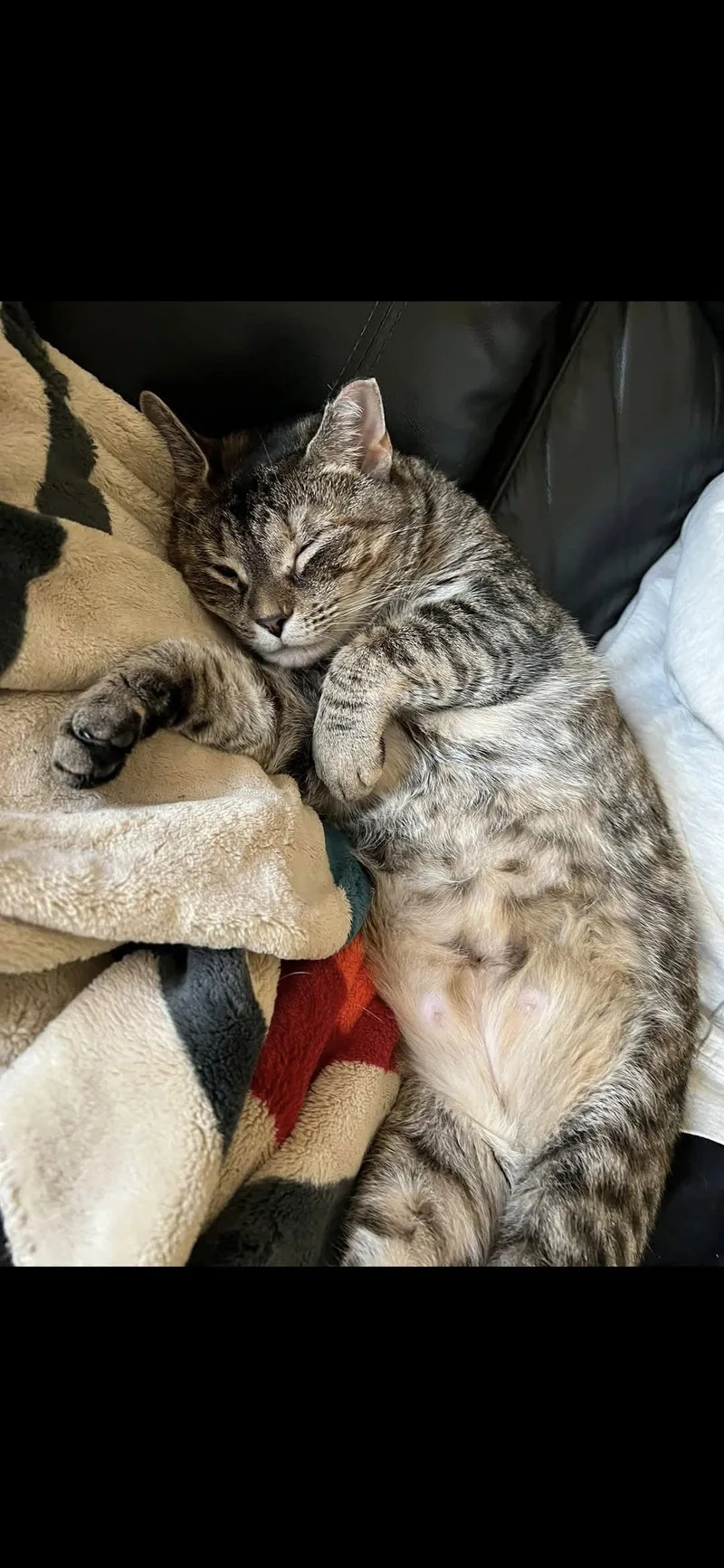 Penelope thumbnail 2