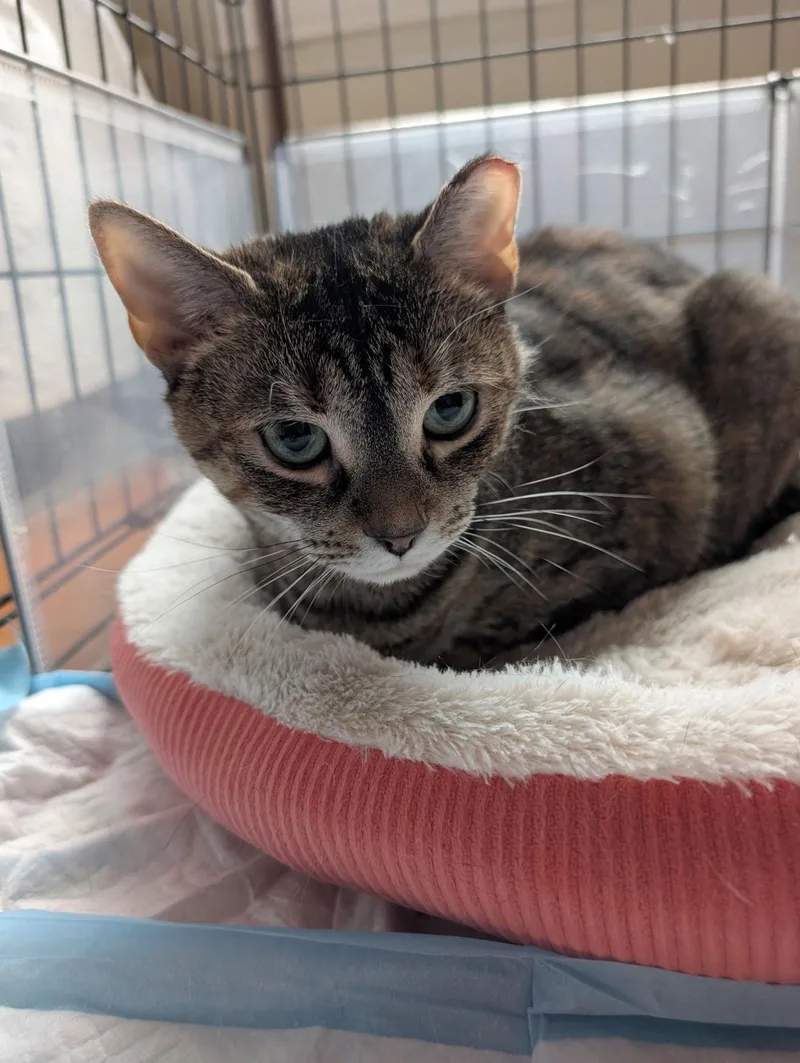 Penelope thumbnail 3