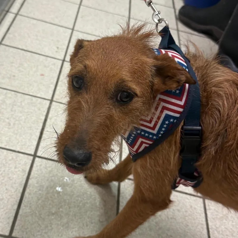 An adult small-sized male Brown / Chocolate Mixed Breed dog named Louie for adoption in Charleston, WV