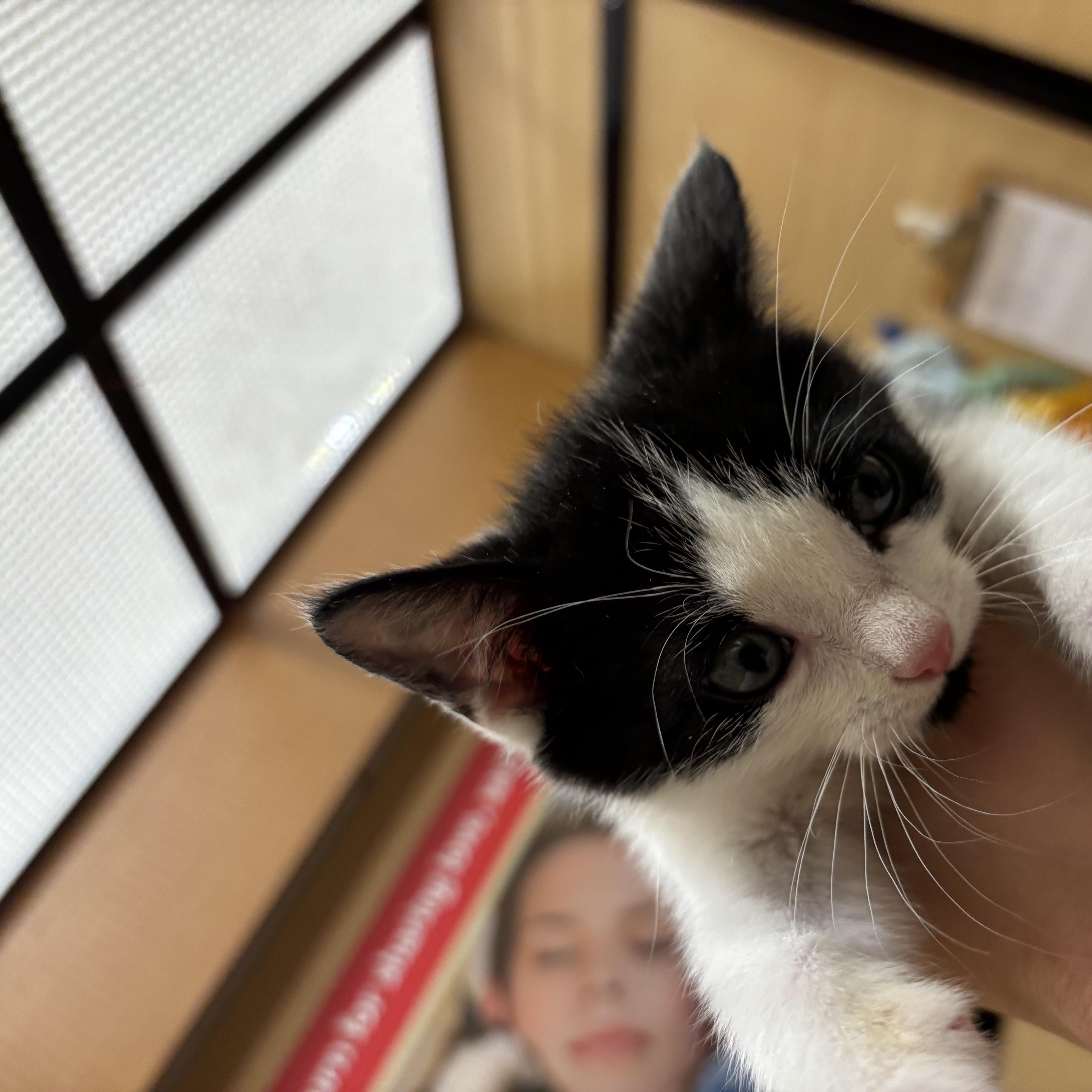A baby small-sized male Black & White / Tuxedo Domestic Short Hair cat named MaryLyon & DeaconPorter & for adoption in Worcester, MA