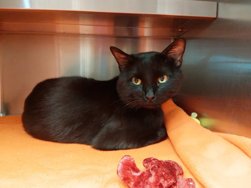 An adult medium-sized male Black Domestic Short Hair cat named Fig for adoption in Liberty, MO