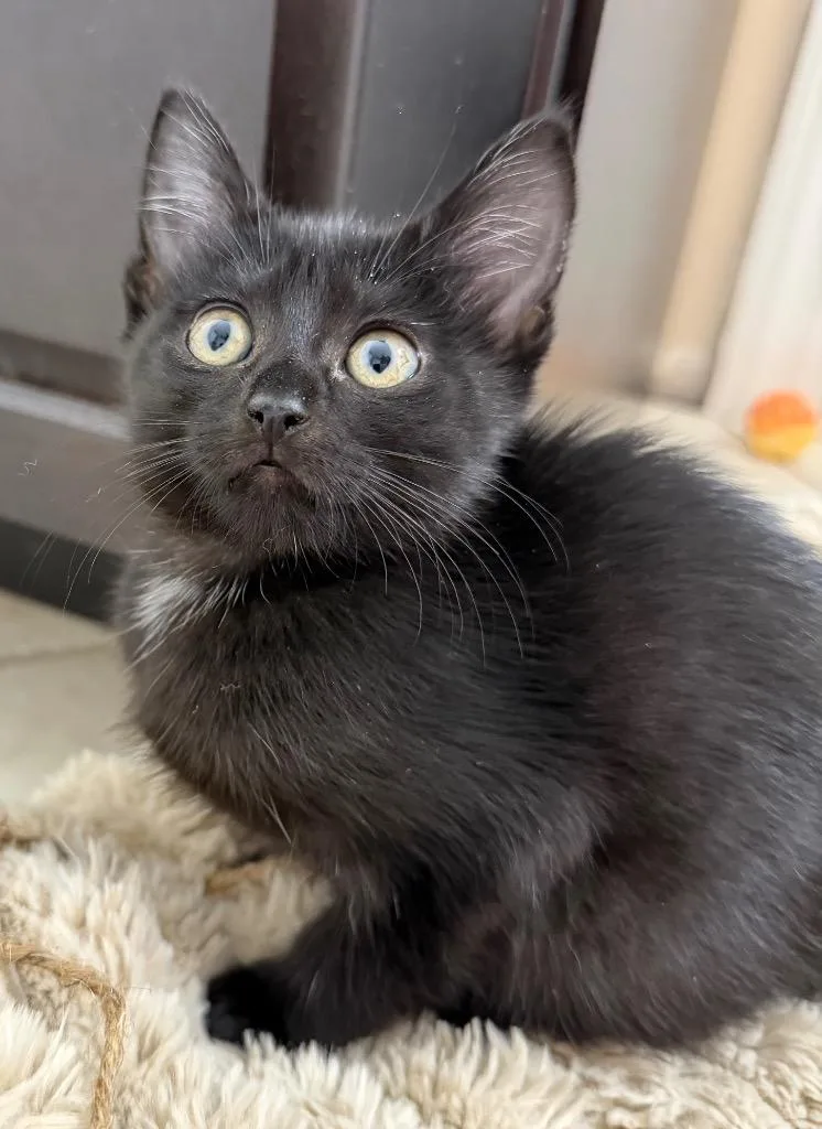 A baby medium-sized female Domestic Short Hair cat named Pepper for adoption in Evans, GA