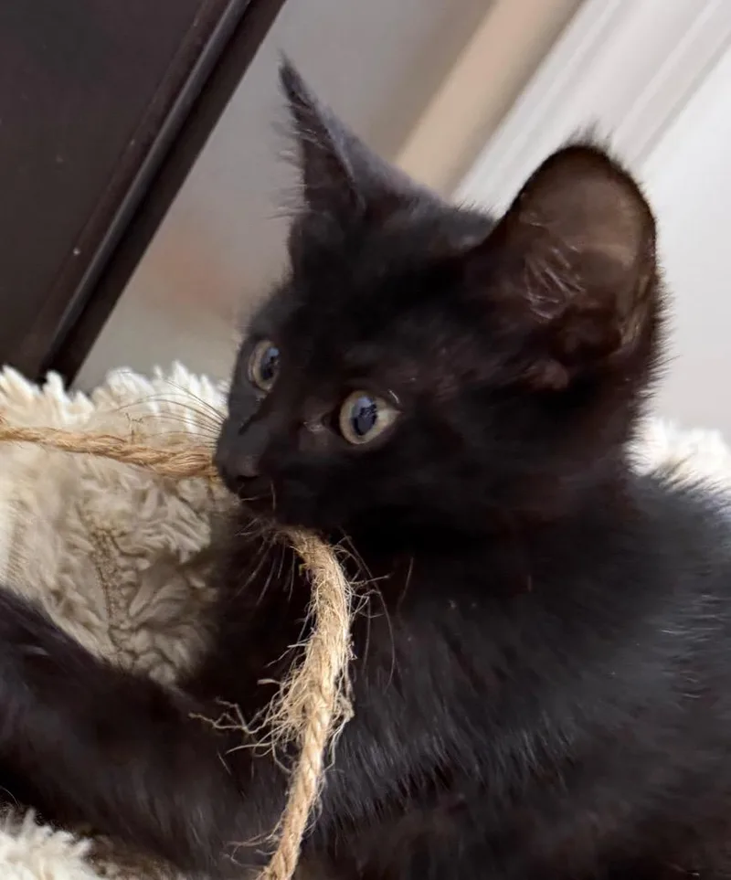 Pepper thumbnail 3
