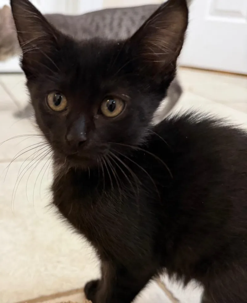 Pepper thumbnail 4