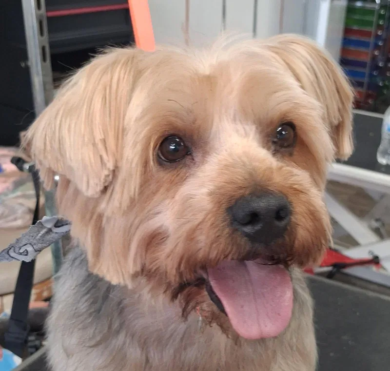 An adult small-sized male Gray / Blue / Silver Yorkshire Terrier dog named Hank for adoption in Buford, GA