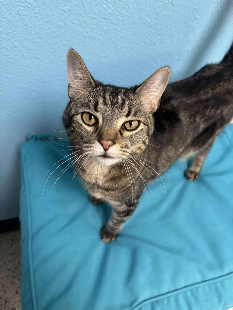 An adult medium-sized male Brown / Chocolate Domestic Short Hair cat named Dexter Buttons for adoption in Chandler, AZ