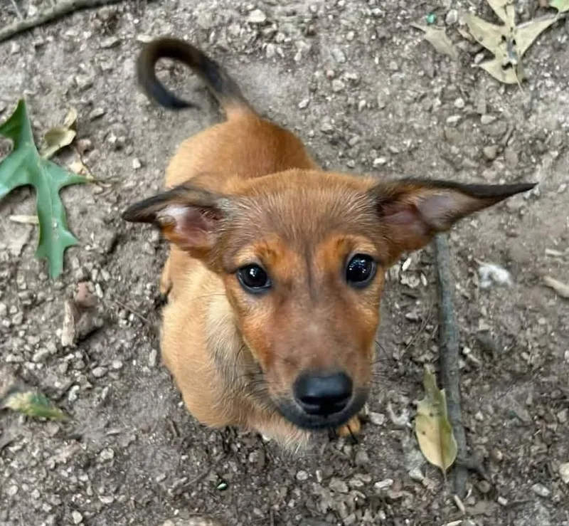 A baby small-sized female Dachshund dog named Hail Mary for adoption in Long Island City, NY