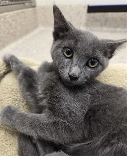 A baby small-sized male Domestic Short Hair cat named Scallion for adoption in Brighton, CO