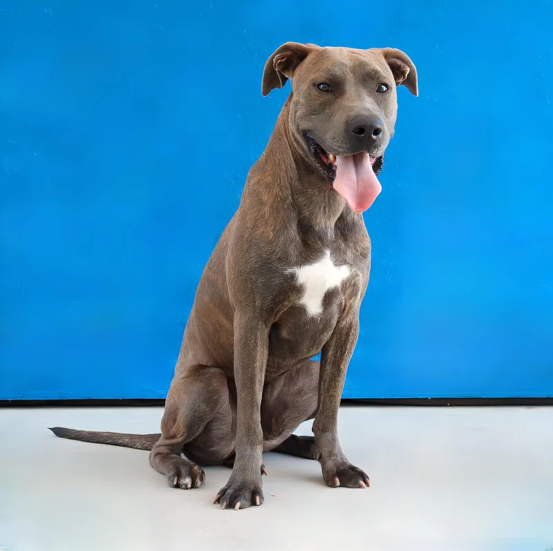 A young large-sized male Pit Bull Terrier dog named Rusy for adoption in Pasadena, CA