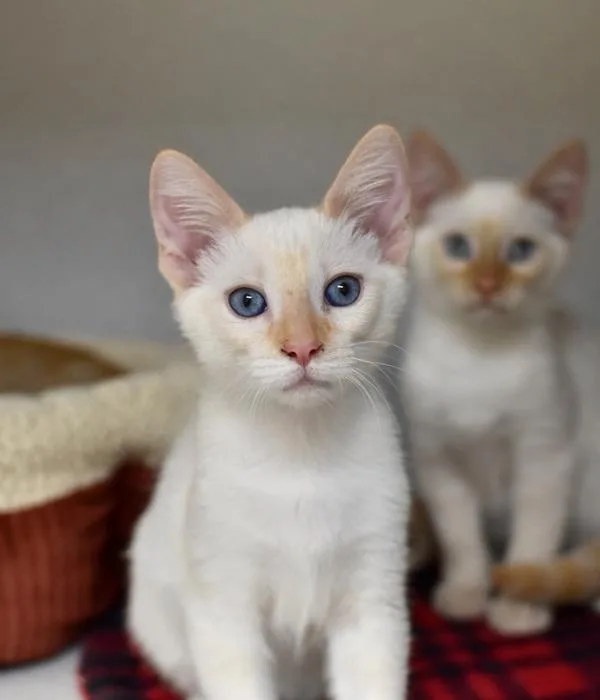 A young medium-sized male Flame Point Domestic Short Hair cat named Oliver for adoption in Marietta, GA