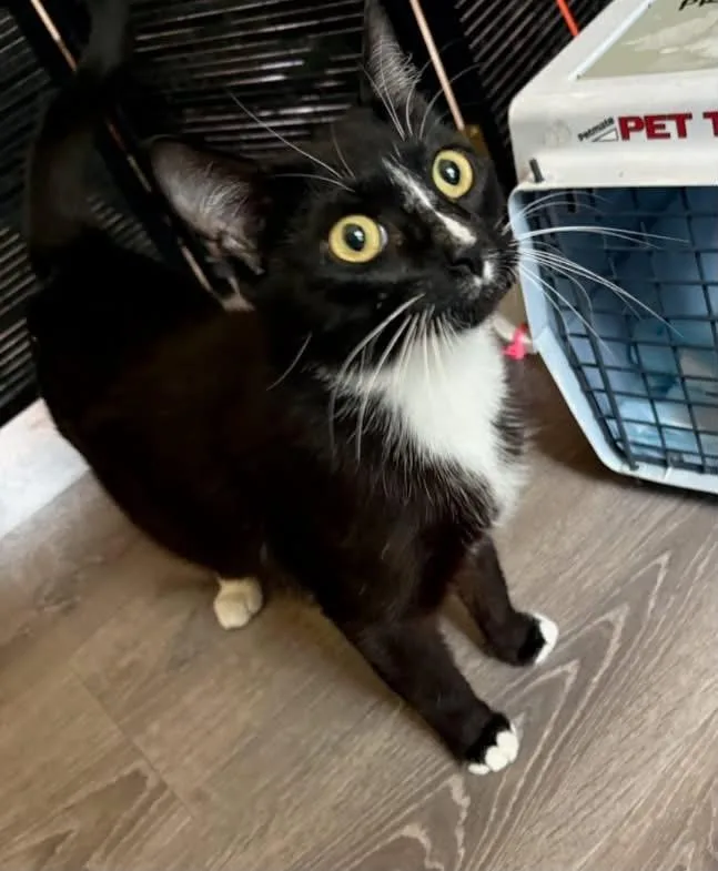 A young small-sized female Domestic Short Hair cat named Willow Ms for adoption in Gorham, ME