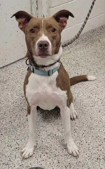 An adult large-sized male Brown / Chocolate Mixed Breed dog named Chase for adoption in Kansas City, MO
