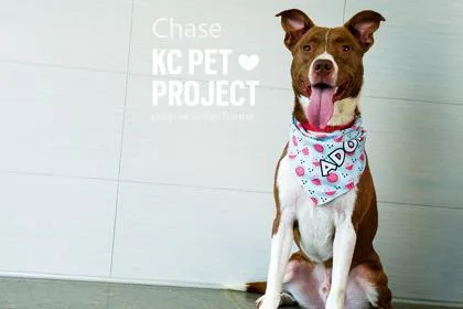 Chase thumbnail 3