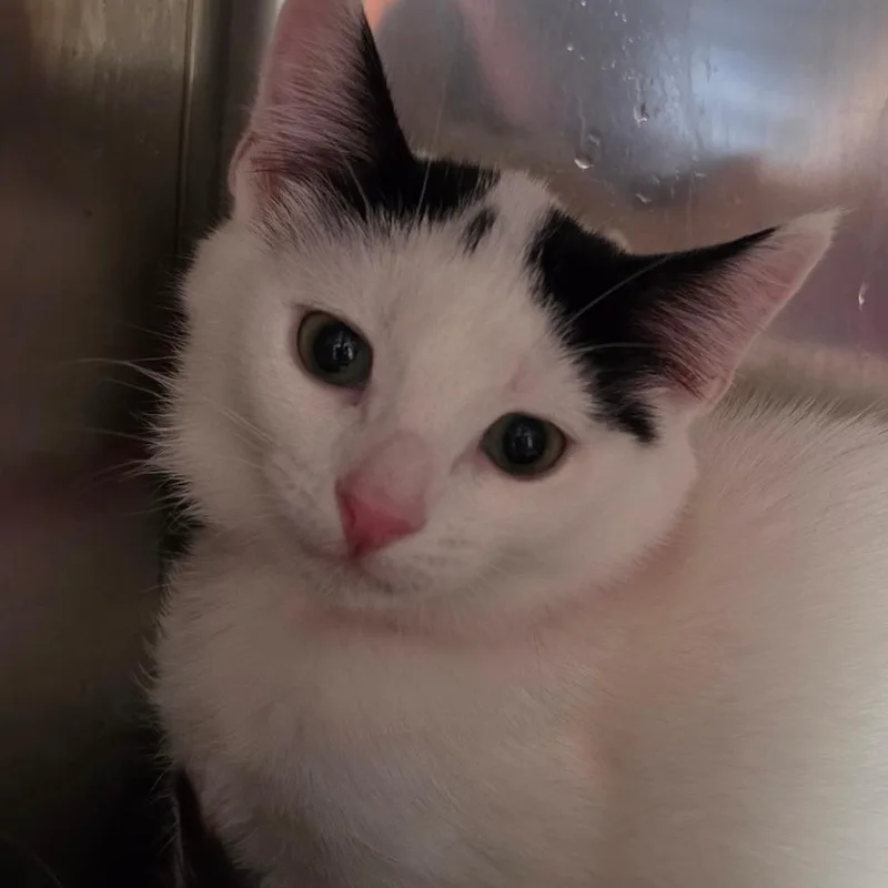 A baby small-sized female White Domestic Medium Hair cat named Cecilia  Chino Hills for adoption in Chino Hills, CA