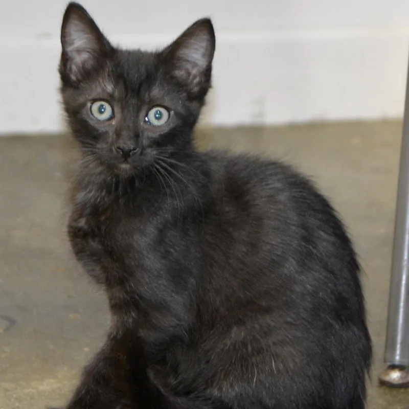 A baby small-sized female Black Domestic Short Hair cat named Panther for adoption in Los Angeles, CA
