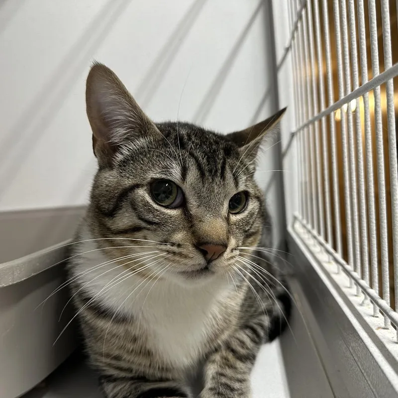An adult medium-sized male Gray / Blue / Silver Domestic Short Hair cat named Currly for adoption in Newberg, OR