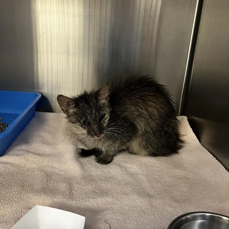 An adult small-sized female Smoke Domestic Short Hair cat named Weasel for adoption in Greensboro, NC