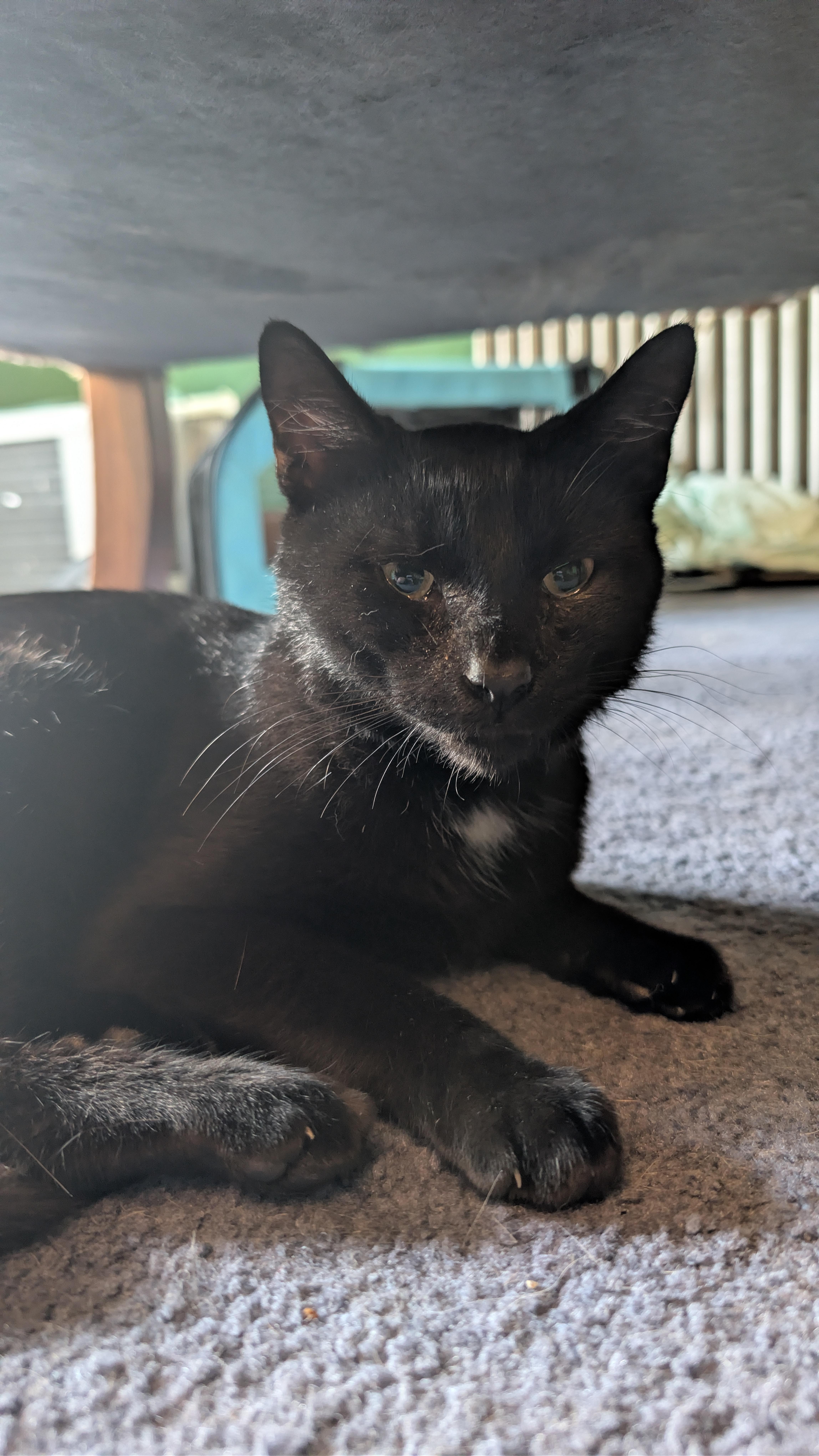 A young medium-sized male Black Domestic Short Hair cat named RonnieRon for adoption in Kenhorst, PA
