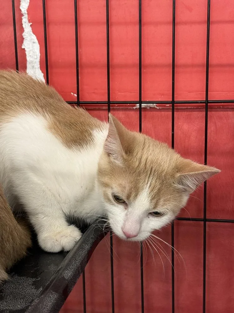 A baby small-sized female Domestic Short Hair cat named Tang for adoption in Taylor, PA