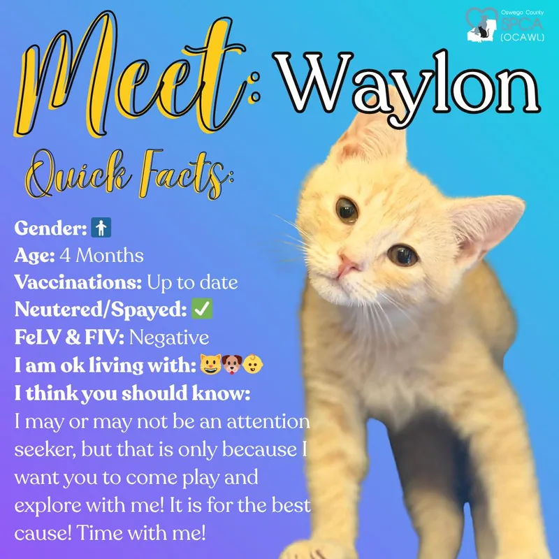 A young medium-sized male Tiger cat named Waylon for adoption in Fulton, NY