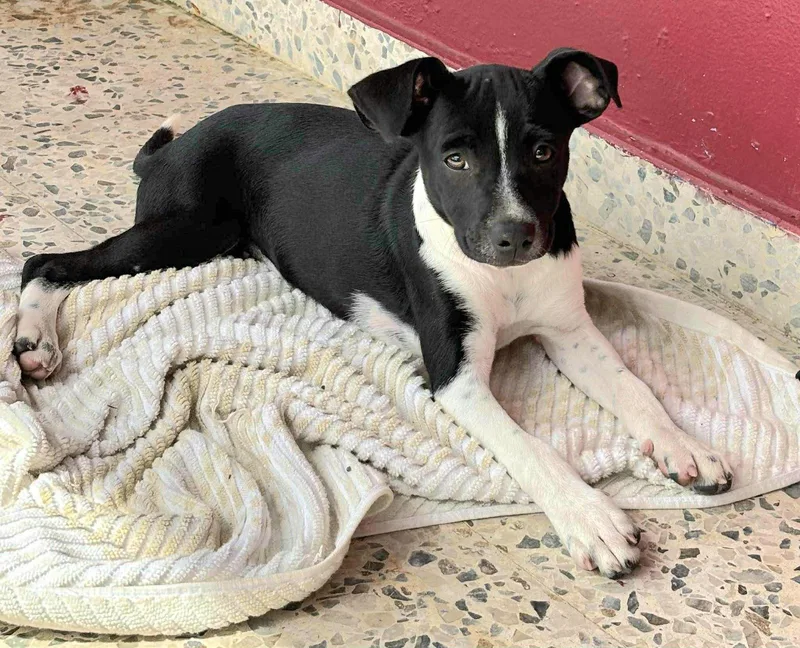 Daisy June "i Will thumbnail 3