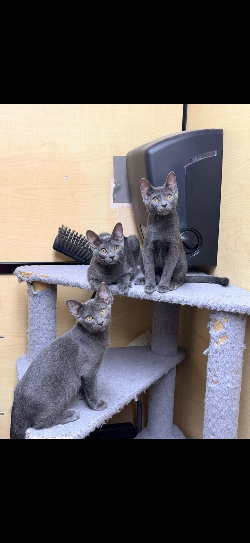 A baby medium-sized male Gray / Blue / Silver Domestic Short Hair cat named Samson for adoption in Arlington, TX