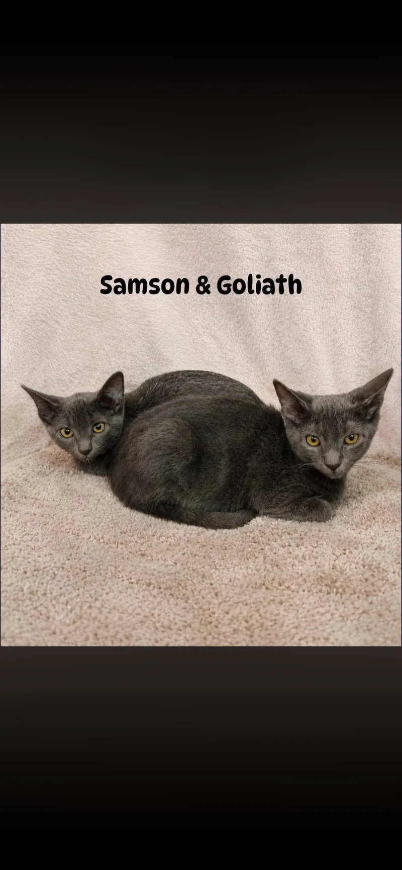 Samson thumbnail 3