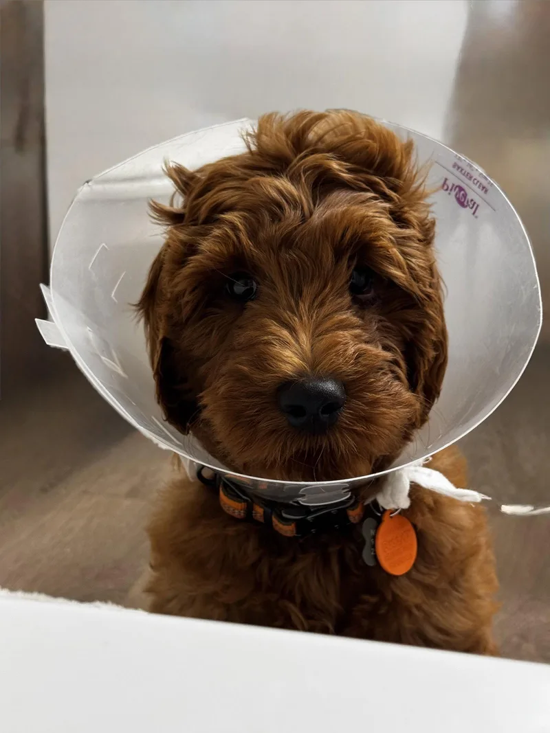 A young medium-sized male Golden Retriever dog named Ollie for adoption in Sanford, NC