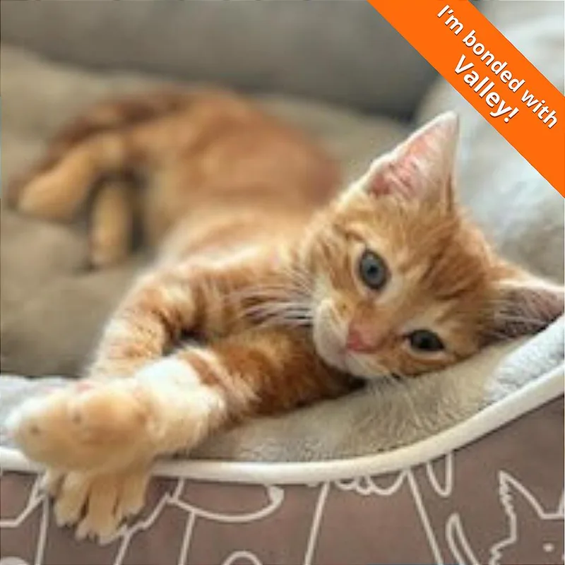 A baby small-sized male Orange / Red Domestic Short Hair cat named A Vista for adoption in Pleasant Hill, CA